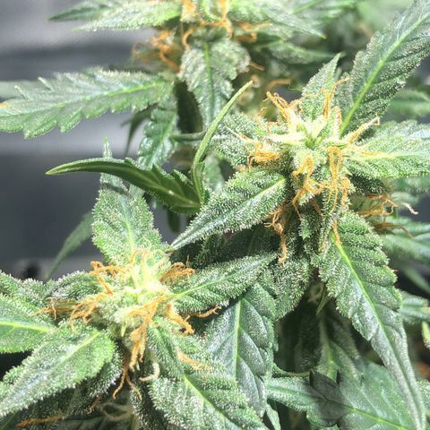 GSC 🌱 growlog timeline photo