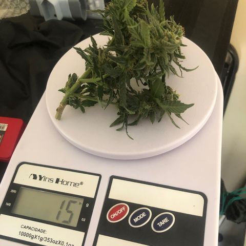 GSC 🌱 growlog timeline photo