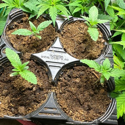 Girl scout cookie growlog timeline photo