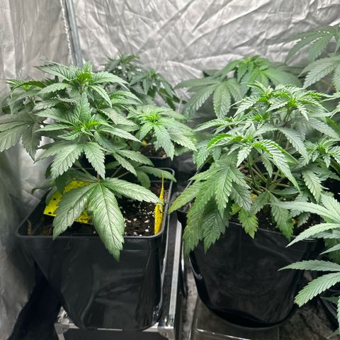 Girl scout cookie growlog photo: Getoppt bei nodi 5
