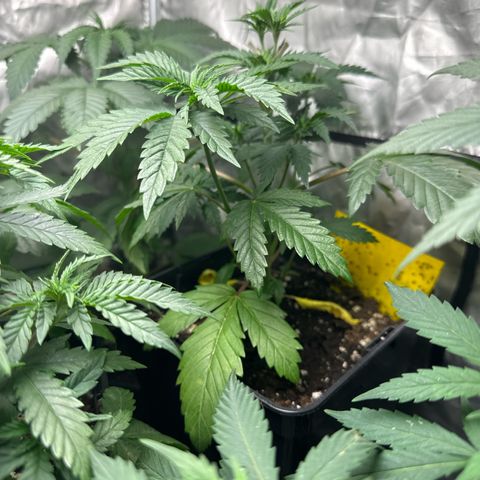 Girl scout cookie growlog photo: Getoppt bei nodi 5