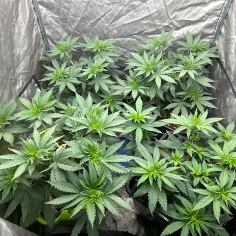 Girl scout cookie growlog timeline photo