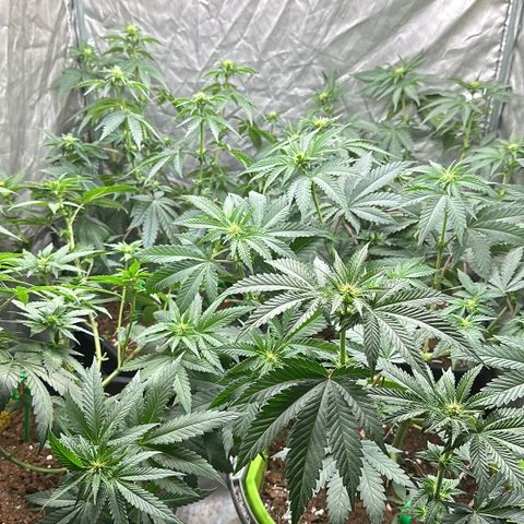 Girl scout cookie growlog timeline photo