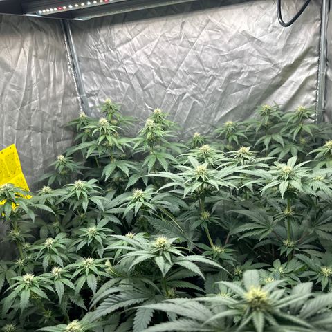 Girl scout cookie growlog timeline photo