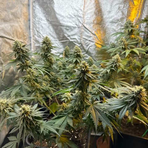 Girl scout cookie growlog timeline photo