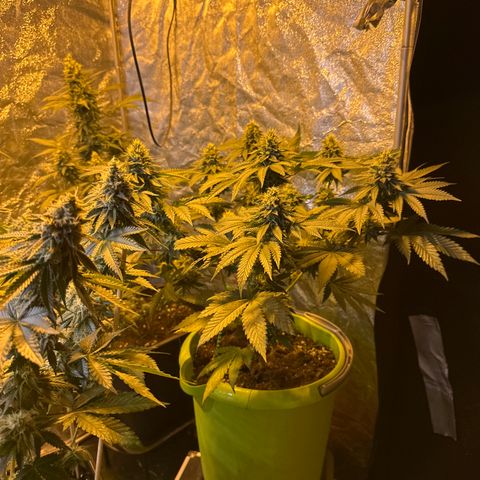 Girl scout cookie growlog timeline photo