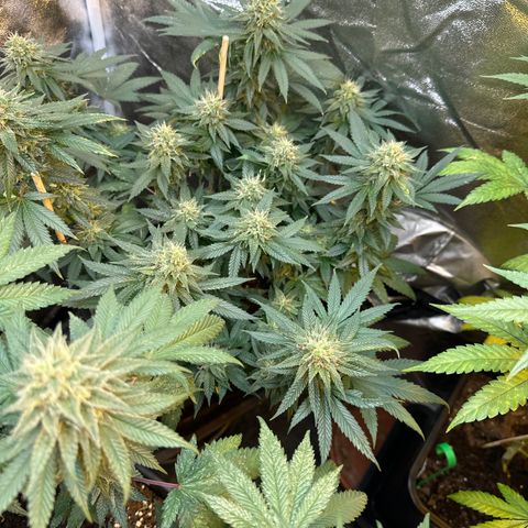 Girl scout cookie growlog timeline photo