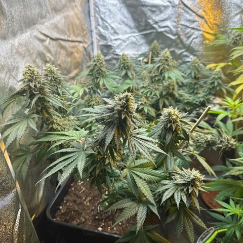 Girl scout cookie growlog timeline photo