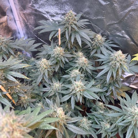 Girl scout cookie growlog timeline photo