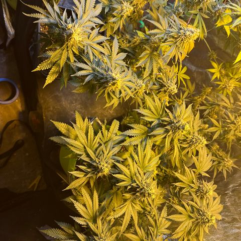 Girl scout cookie growlog timeline photo
