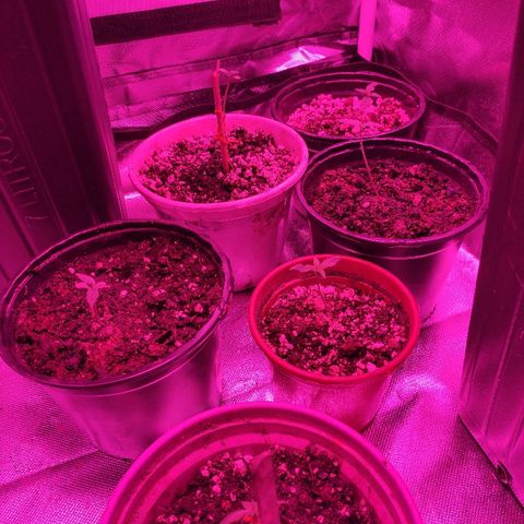 Super Skank growlog photo: Foto das meninas