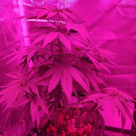 Super Skank growlog photo: Foto das meninas