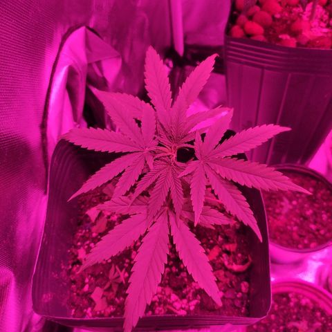 Super Skank growlog photo: Foto das meninas