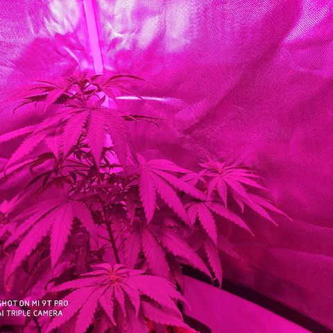 Super Skank growlog photo: Foto das meninas
