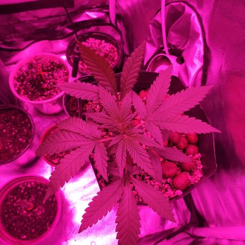 Super Skank growlog photo: Foto das meninas