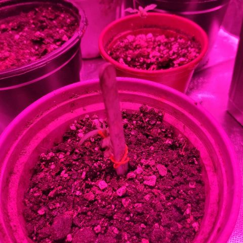 Super Skank growlog photo: Foto das meninas