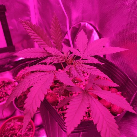Super Skank growlog photo: Foto das meninas