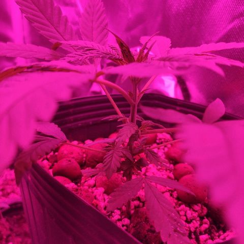 Super Skank growlog photo: Foto das meninas