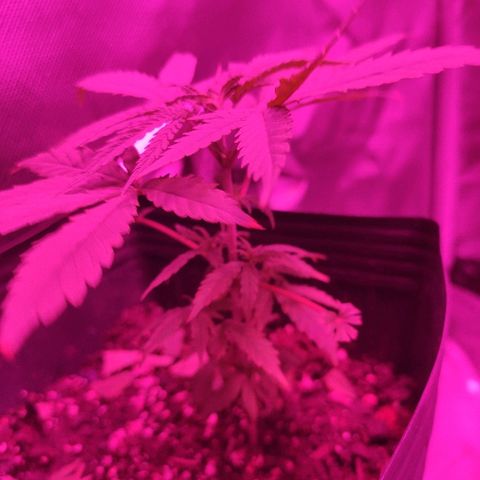 Super Skank growlog photo: Foto das meninas