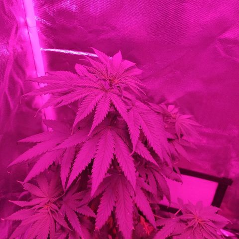 Super Skank growlog photo: Foto das meninas