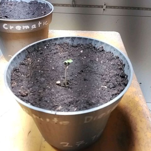 Dynamit Diesel growlog timeline photo