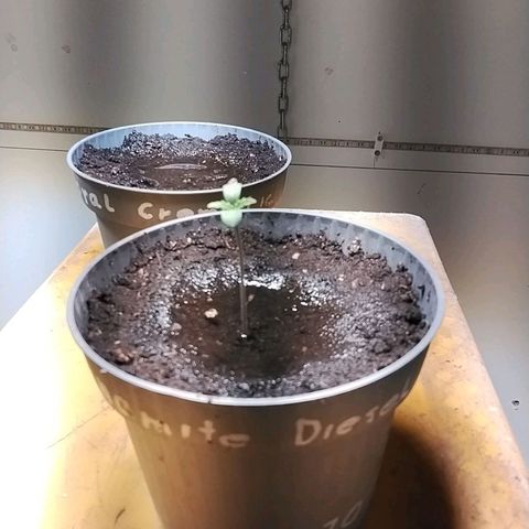 Dynamit Diesel growlog timeline photo