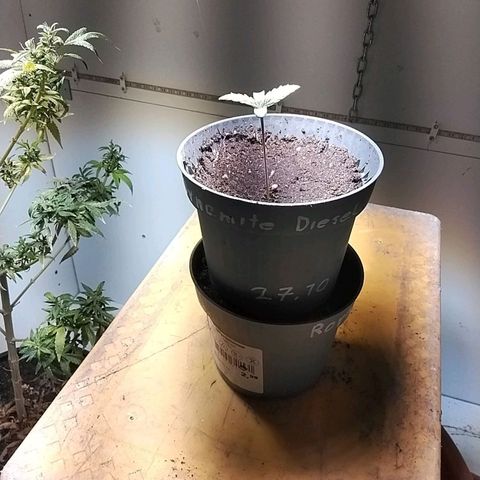 Dynamit Diesel growlog timeline photo