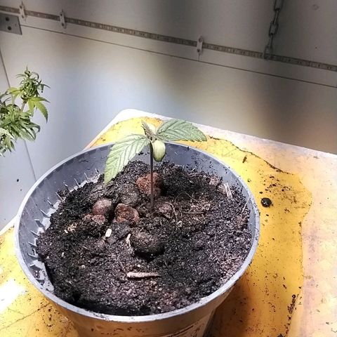 Dynamit Diesel growlog timeline photo