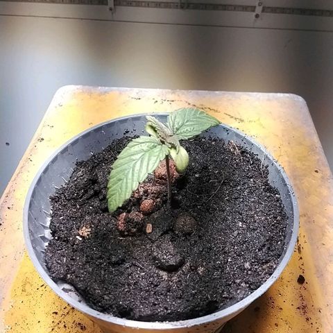 Dynamit Diesel growlog timeline photo