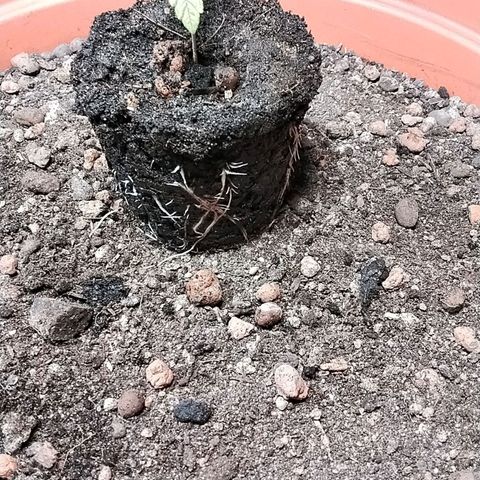 Dynamit Diesel growlog timeline photo