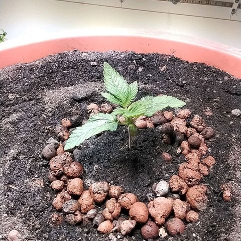 Dynamit Diesel growlog timeline photo