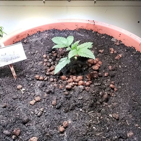 Dynamit Diesel growlog timeline photo