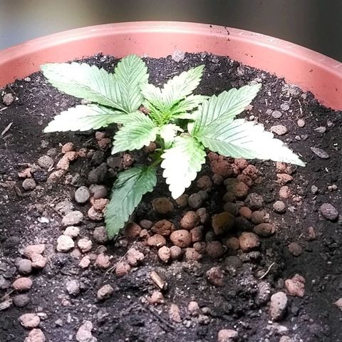 Dynamit Diesel growlog timeline photo