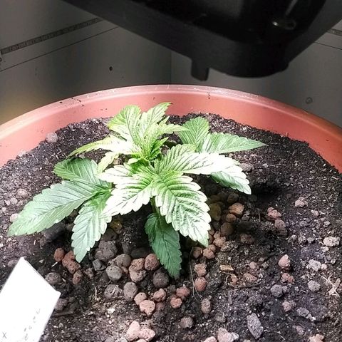 Dynamit Diesel growlog timeline photo