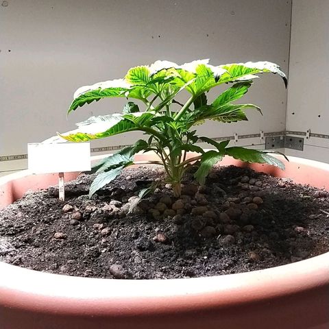 Dynamit Diesel growlog timeline photo