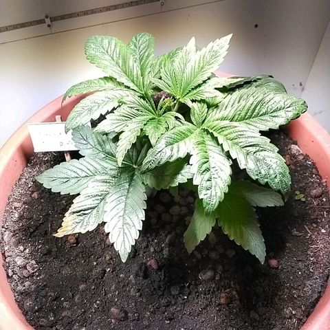 Dynamit Diesel growlog timeline photo