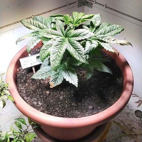 Dynamit Diesel growlog timeline photo