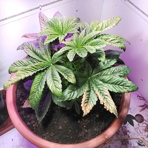 Dynamit Diesel growlog timeline photo