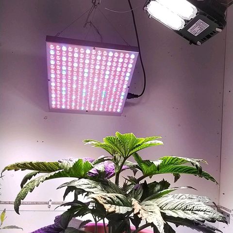 Dynamit Diesel growlog timeline photo