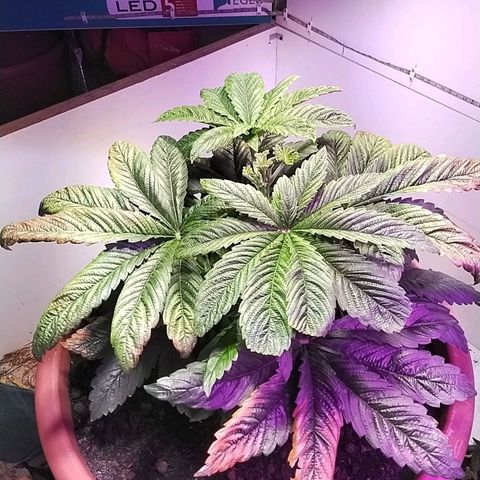 Dynamit Diesel growlog timeline photo