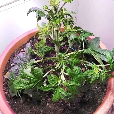 Dynamit Diesel growlog timeline photo