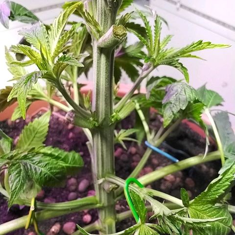 Dynamit Diesel growlog timeline photo