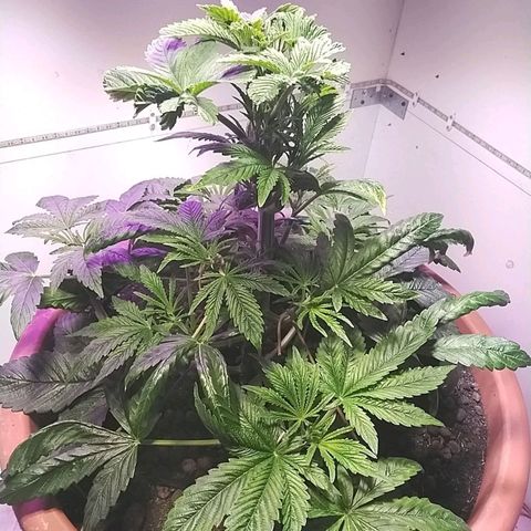 Dynamit Diesel growlog timeline photo