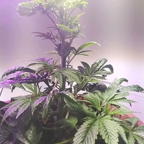 Dynamit Diesel growlog timeline photo