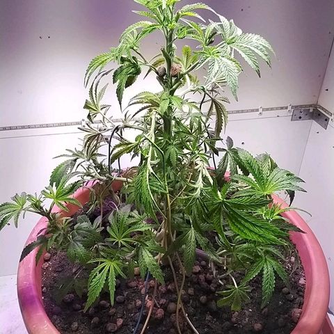 Dynamit Diesel growlog timeline photo