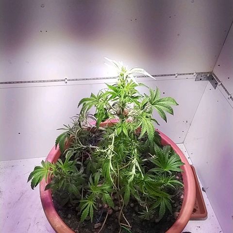Dynamit Diesel growlog timeline photo