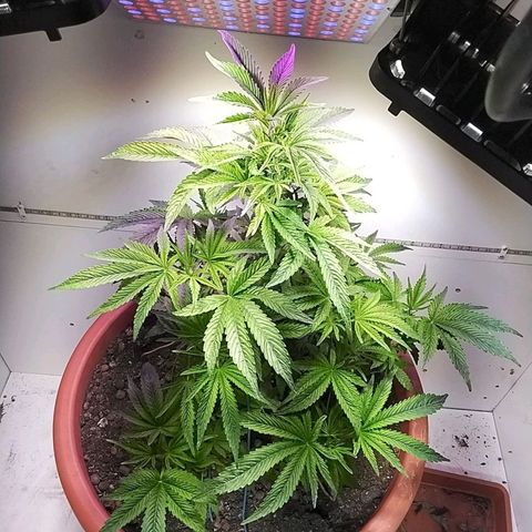 Dynamit Diesel growlog timeline photo