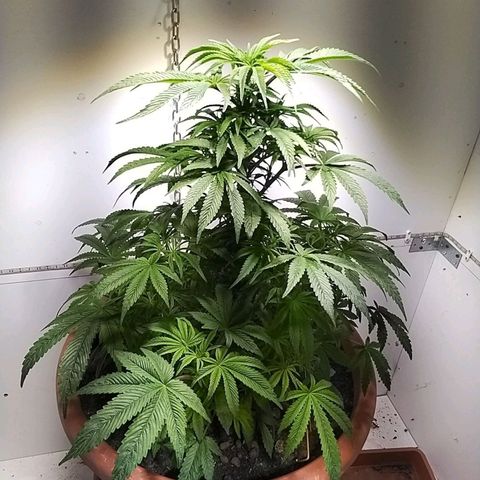 Dynamit Diesel growlog photo: in der Mitte sieht es dunkel aus ! iss aber nicht so 😀😀 liegt an der Cam