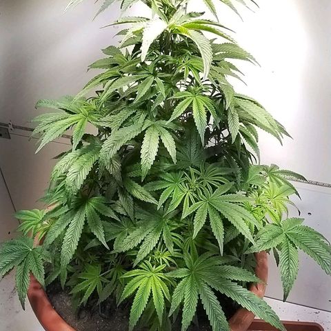 Dynamit Diesel growlog timeline photo