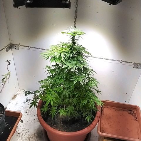 Dynamit Diesel growlog timeline photo